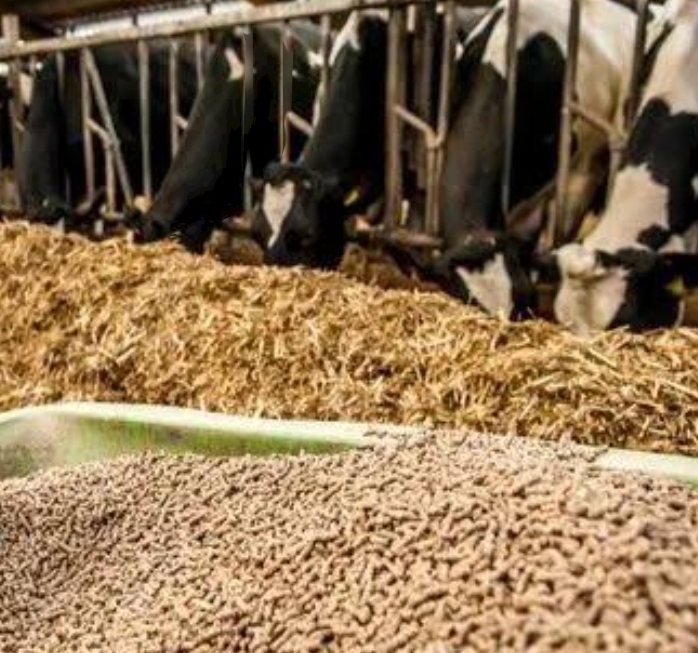 Cattle Feed Manufacturers