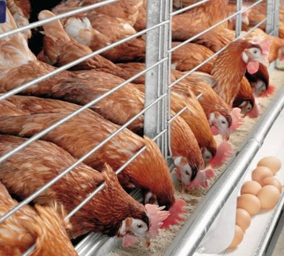 Poultry Feed Dealers