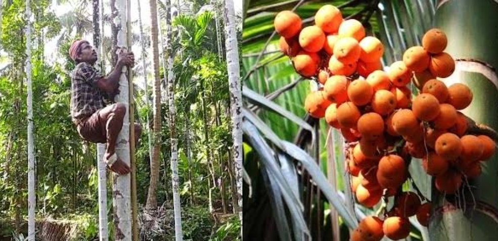 Areca nut harvesting & pesticide spray 