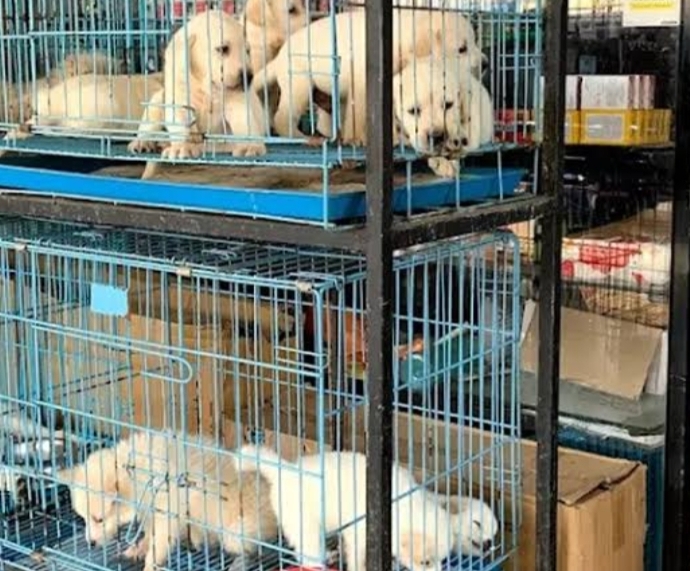 Pet-Shops