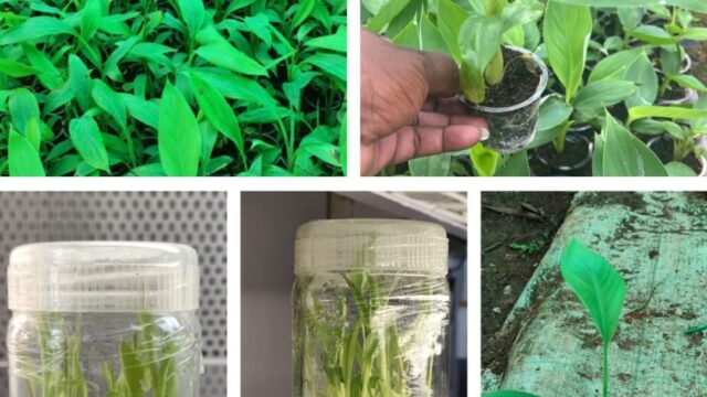 Screenshot_20251028-060425_WhatsApp