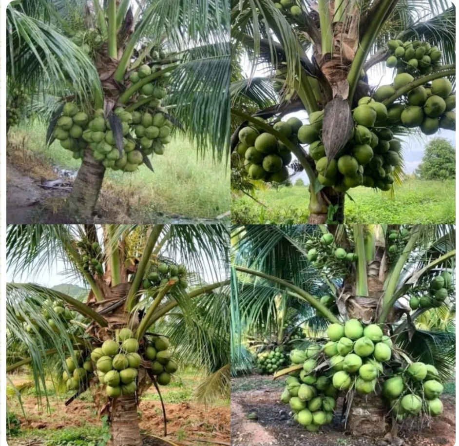 Screenshot_20251107-180657_WhatsApp